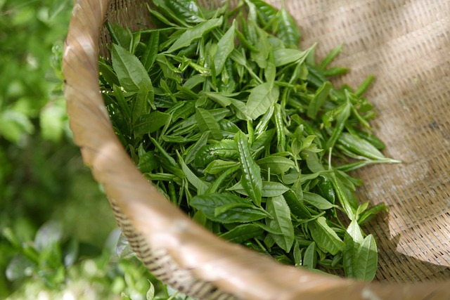 kratom užívání